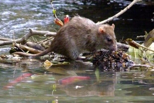 Обережно: підтверджений випадок лептоспірозу у мешканця Луцького району