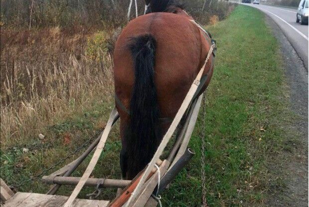 На Волині кінь з возом втік від господаря, поліцейські повернули гнідого в неволю