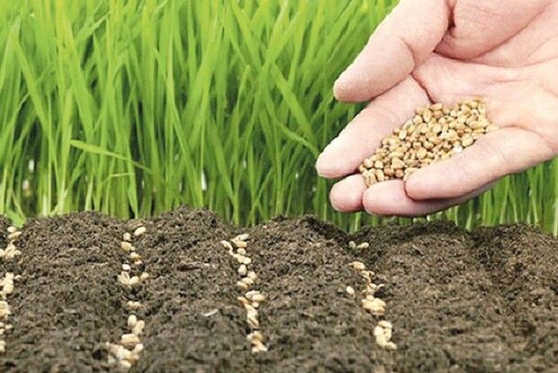 Місячний календар робіт на городі та в садку на І півріччя 2020 року