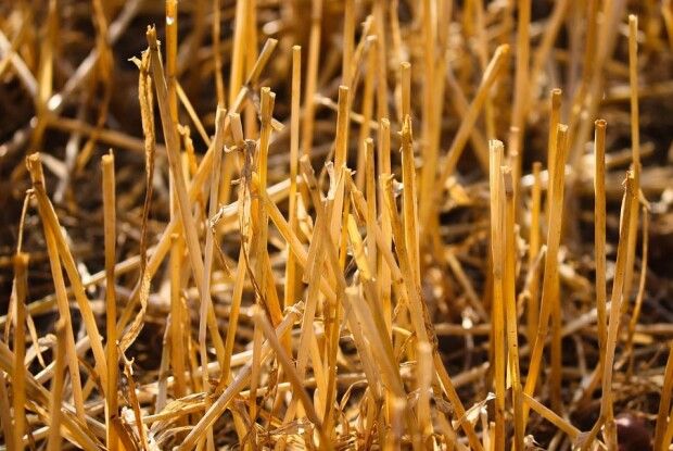 На Волині стартували жнива