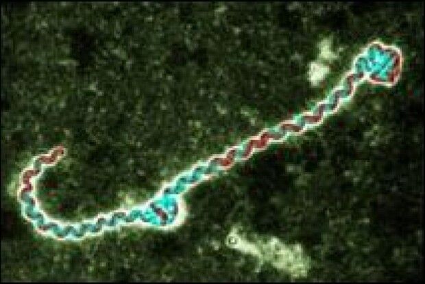 На Волині зафіксовано ріст хворих на смертельну інфекцію — центр контролю та профілактики хвороб