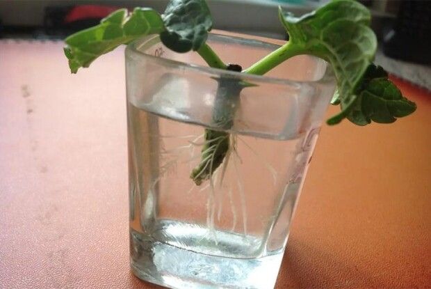 Як укорінити живці: лайфхаки для садівників
