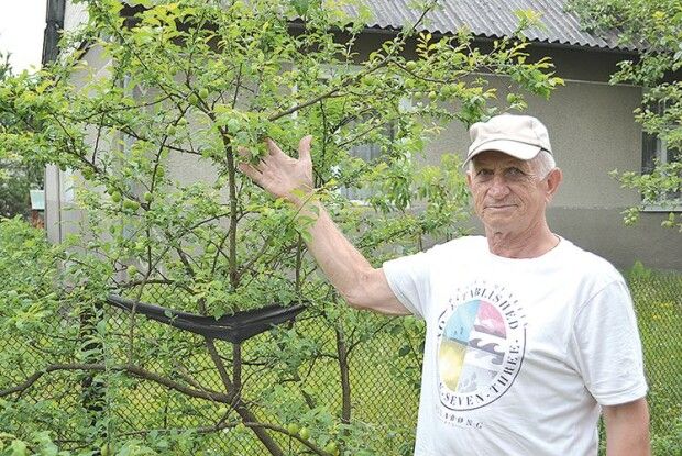 Сім дерев маневицького садівника