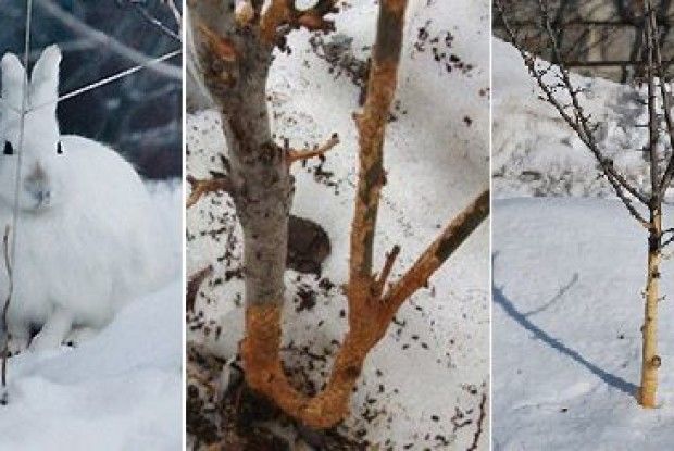 Захистіть садок від гризунів