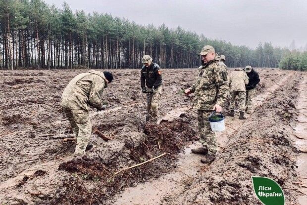 На Волині та Рівненщині масово висаджують ліс