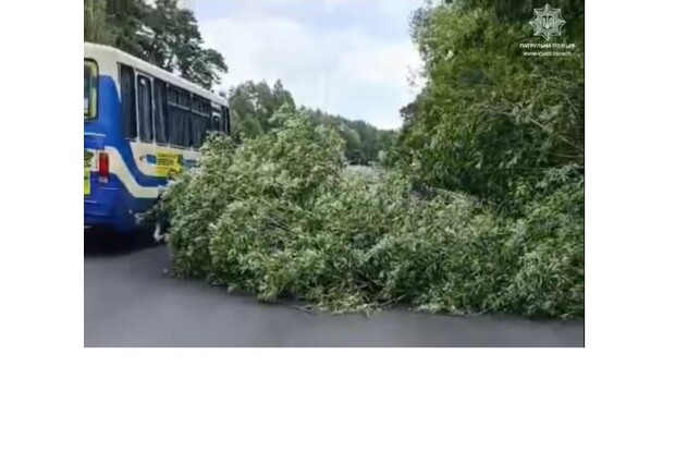 На Волині звалене дерево заблокувало трасу Луцьк – Рівне