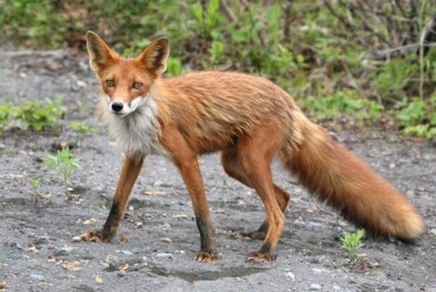 У Луцькому районі виявили новий випадок сказу (Фото)
