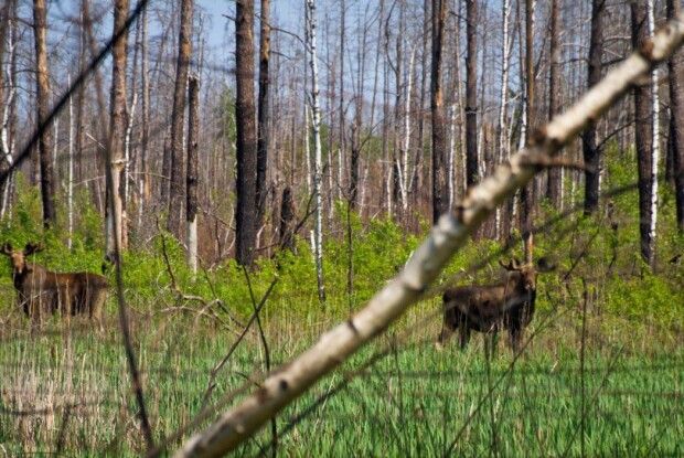 У зоні відчуження помітили унікальних лосів-двійнят