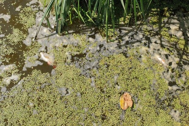 Загадкова смерть риби: Луцьк чекає на реакцію екологічної інспекції