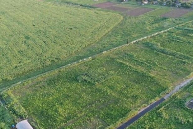 Поле наркотичної коноплі мало зрошення й озброєну охорону