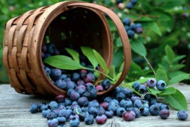 На Любешівщині контролюватимуть ліміти на заготівлю чорниць