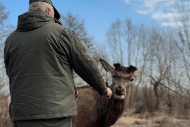 Легендарний олень Борис із Рівненщини скинув роги – трофей передали в музей (Відео)