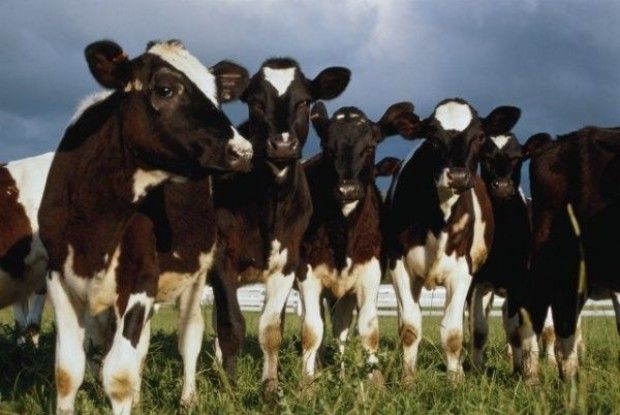 Україна розпочне поставляти нетелів до Узбекистану