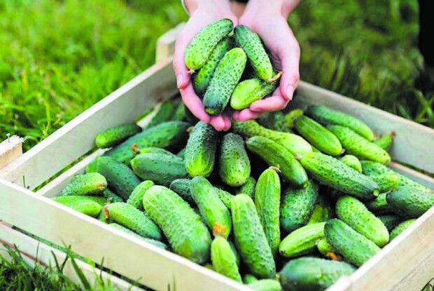 І свіжими поласувати, і на зиму засолити