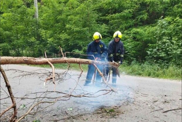 На Рівненщині на дорогу впало дерево