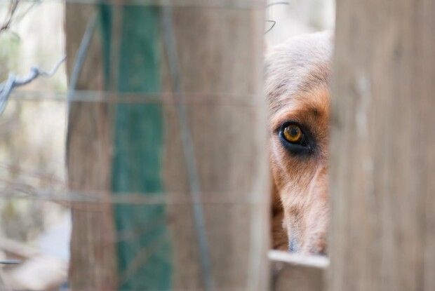 Суд відпустив поліцейського, який наколов собаку на вила і кинув у багаття