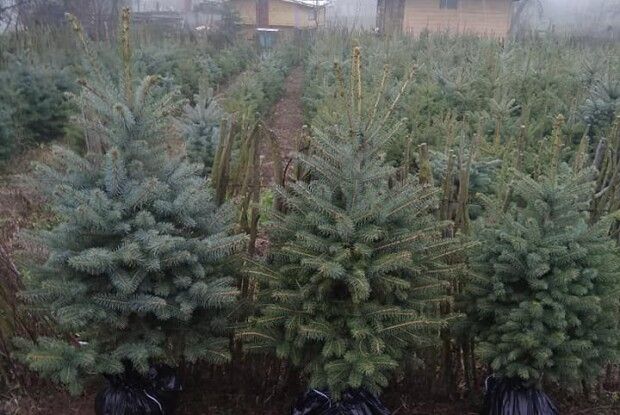 Рожищани приєдуються до екологічної акції «Нехай ялинка лишиться у лісі!»