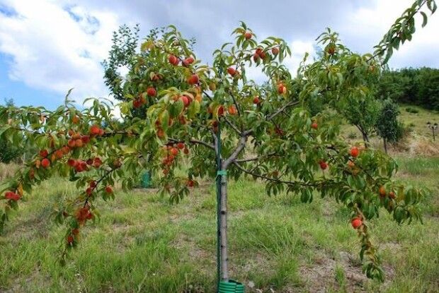 3-річного малюка, який ледь не загинув, врятував абрикос