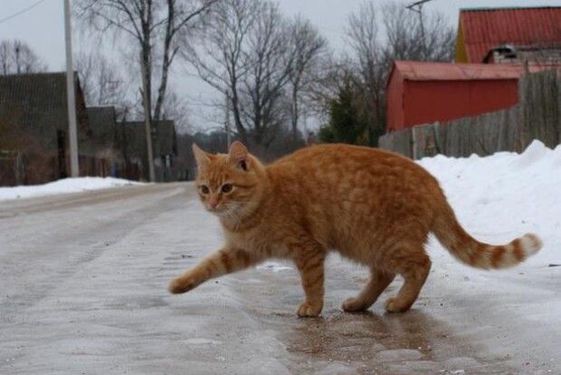 Як в Україні і на Волині розпочнеться зима 