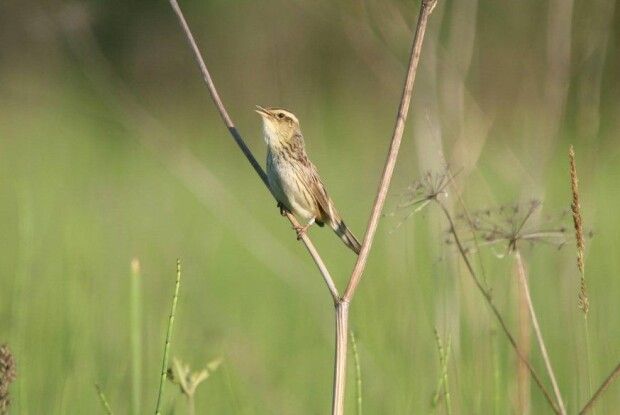 На Волині рятують найрідкіснішого птаха Європи – очеретянку прудку