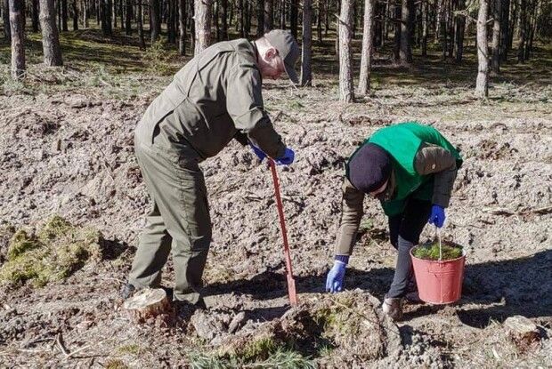 На Волині висадили понад 7 мільйонів сіянців