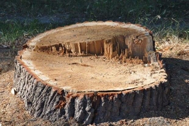 На Рожищенщині злодії спиляли 4 дуби