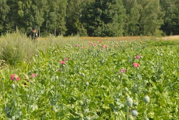 Світязькі пончики будуть без маку (Фото)