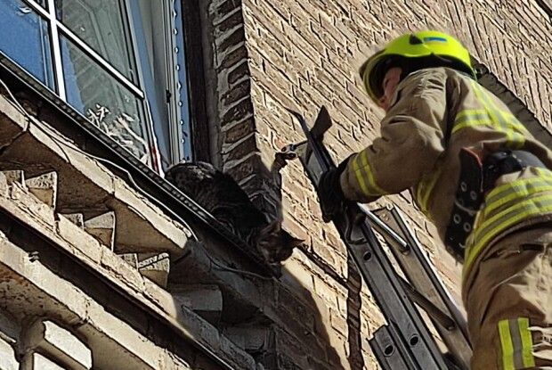 У Рівному з вікна багатоповерхівки рятували кота