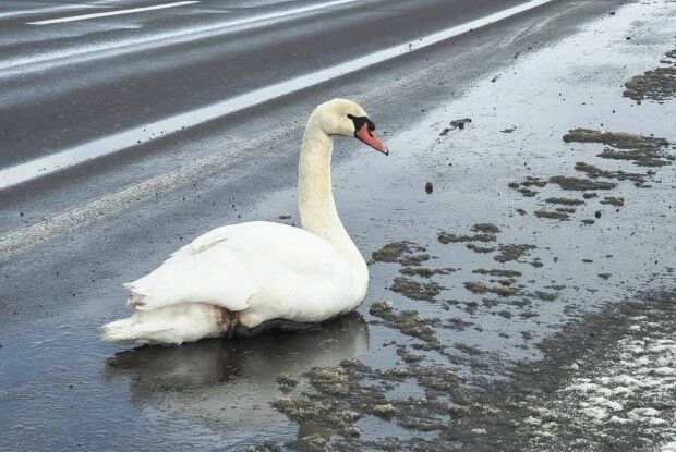На Волині рятували того, хто не міг покликати на допомогу