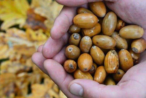 Лісівники Волині передали луганським колегам 1,5 тонни насіння дуба