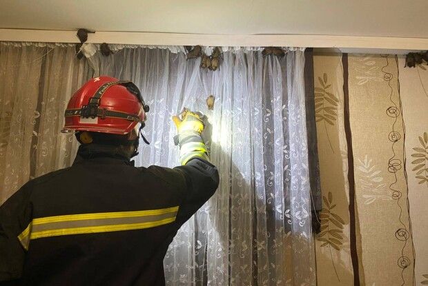 На Волині в одну квартиру залетіли понад 60 «вампірів» (Фото)