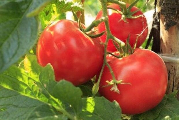 Закопайте одну пігулку під томати, і вони рясно заплодоносять, а плоди не гнитимуть (Відео)