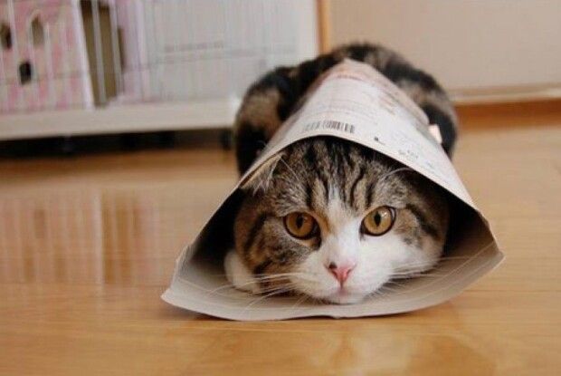 На Горохівщині кіт покусав господаря, який хотів його погладити. Довелося звертатися до медиків