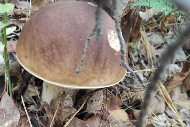 «Торби білих, бабок і польських...»: відомо, де на Волині гриби збирають мішками (Фото)