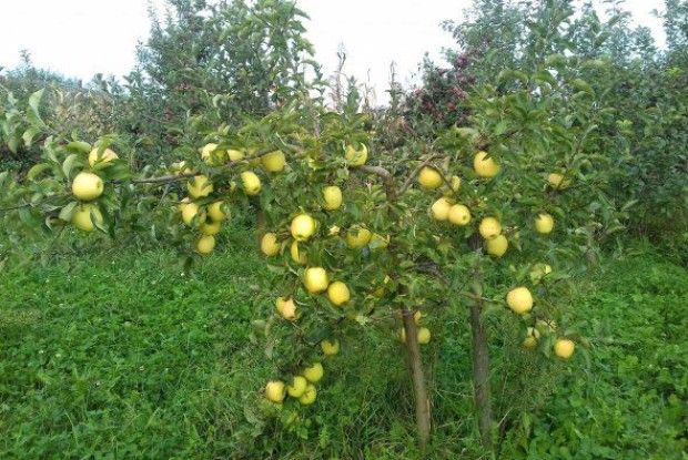 Садоводи тішаться шаленим врожаєм яблук і нарікають на низькі закупівельні ціни