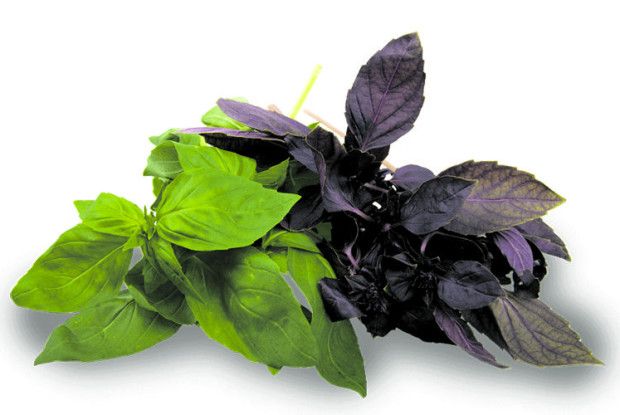 8 правил вирощування базиліка в горщику