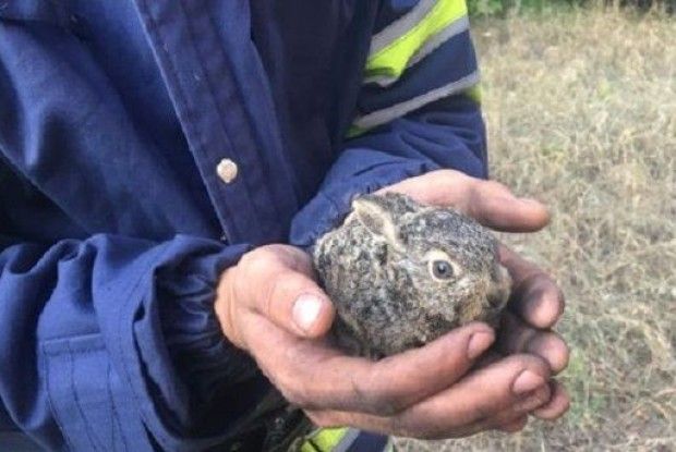 На Волині встановили, хто підпалив 21 дерево
