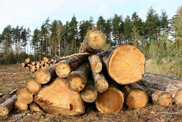 Знищили 800 гектарів лісу,  щоб вирощувати на цій землі коноплі
