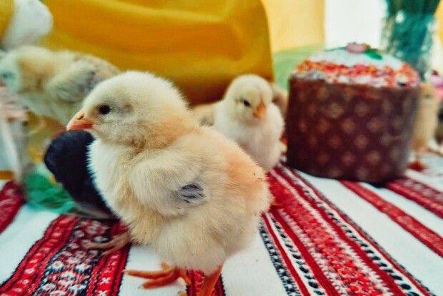 Не дочекалися Великодня: на пошті у центрі Луцька бігають курчата (Фото, відео)