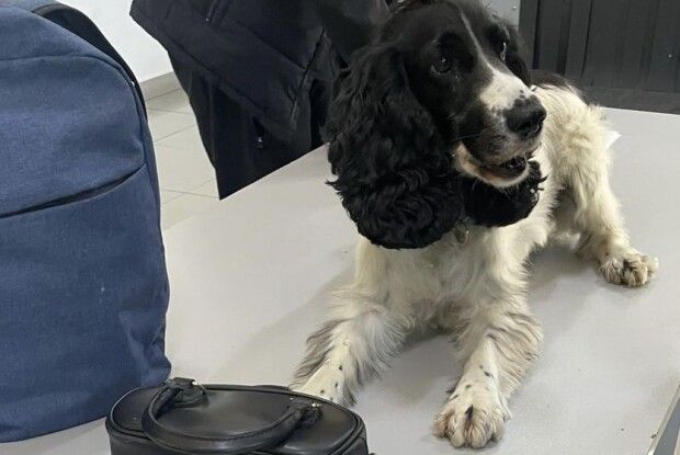 На Волинській митниці собака знайшов наркотик у стогривневій купюрі (Фото)