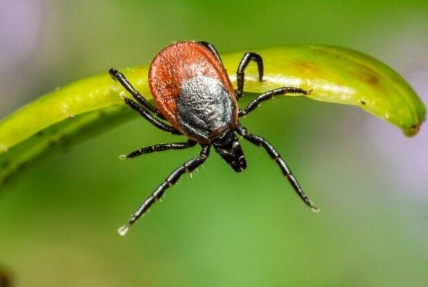 У місті на Волині після укусу кліща у 2-річної дитини виявили хворобу Лайма
