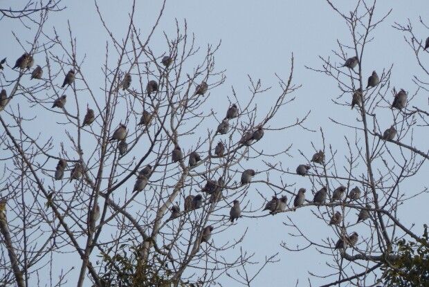 На Волинь прилетіли омелюхи (Фото)