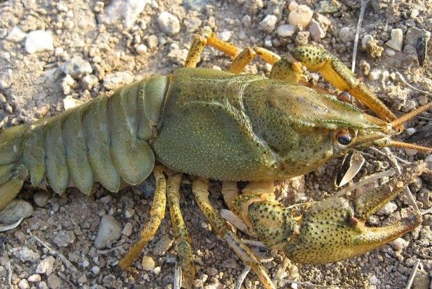 На Волині дозволили ловити раків 