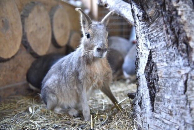 Де в Луцьку побачити патагонських мар?