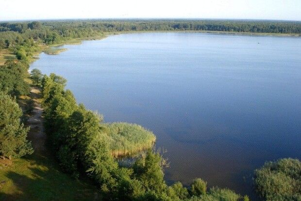 Допустив вирубку дерев на понад 7 мільйонів: екскерівника Шацького нацпарку судитимуть за службову недбалість