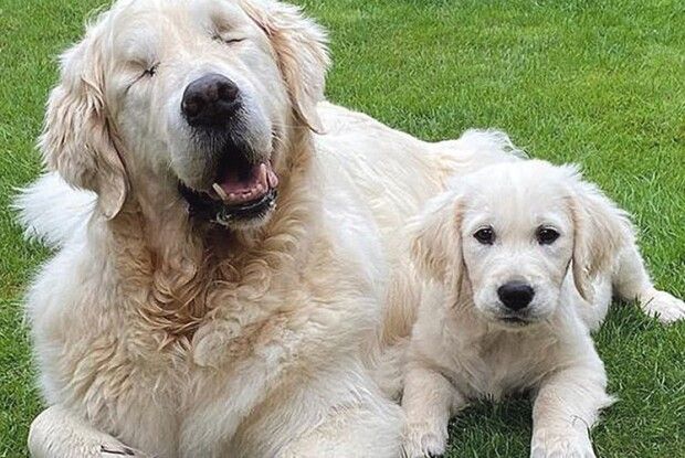 Пес–поводир водить… незрячого собаку