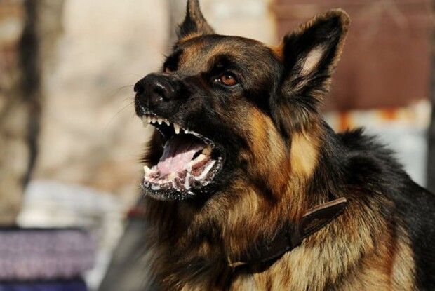 На Волині після нападу вівчарки на клітки – 14 жертв