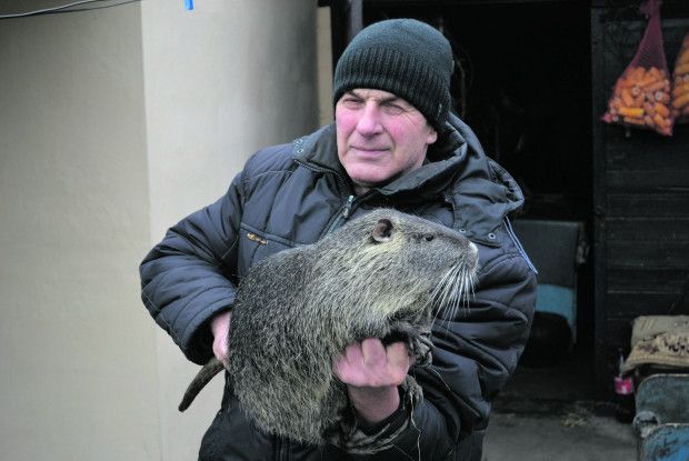 Нутрії полюбляють ряску й очерет