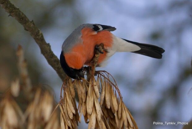 Червонопузі розбишаки взяли в облогу Рівне (Фото)