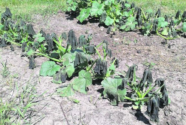 Удень — ​+ 30ос!  А вночі — ​померзла картопля…